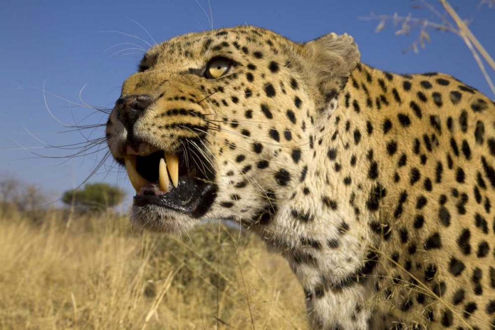 Africa, Namibia Leopard snarling